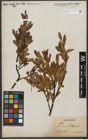 Foto von Salix waldsteiniana Willd.
